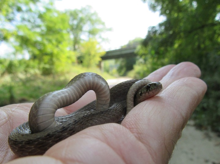 Dekay's Brown Snake